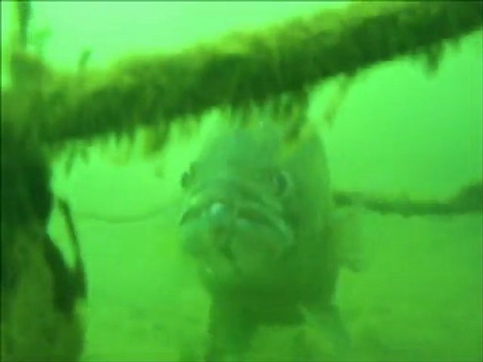 poissons d'eau douce en milieux naturel en apnée