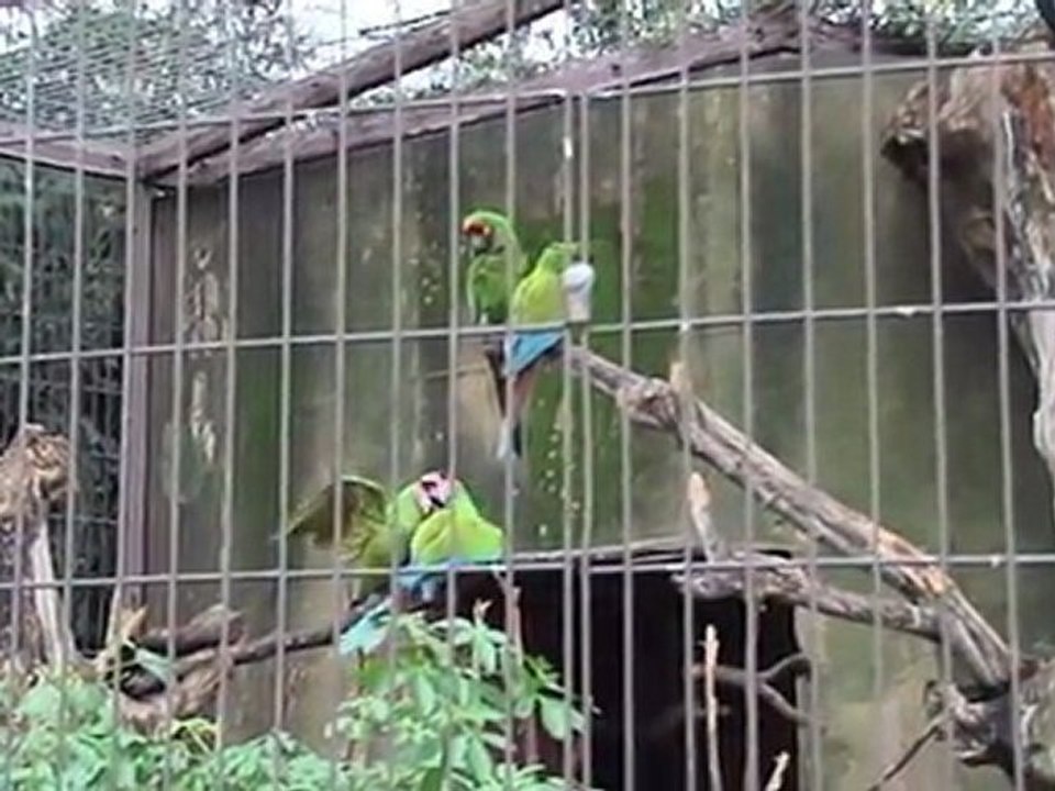 Bernard Dousseau, soigneur à la Ménagerie du Muséum national d’histoire naturelle