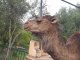 Un chameau boit un coca cola en Lybie [Buzz Lol]