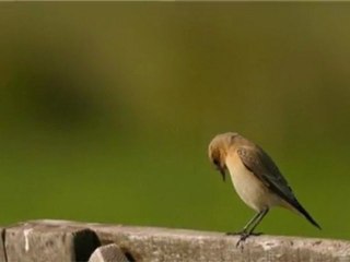 Celaleddin Ada Bülbül