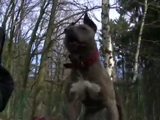 Venus - la déesse du refuge SPA de Forbach