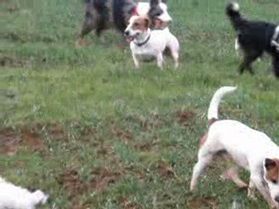 Chiens Février 2011