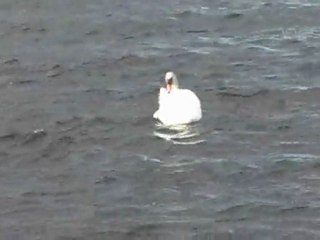 Ein Spaziergang am Corrib-Fluss in Galway, Irland, Westküste, deutsche Version