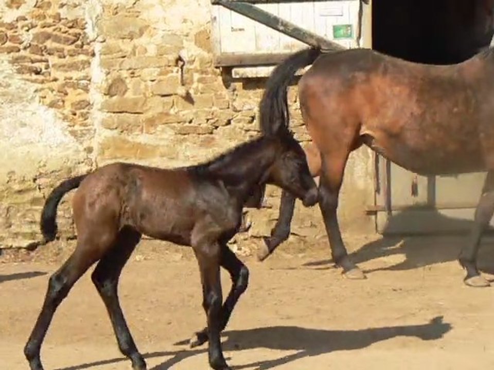 Baïkal Amour, 2 jours, 22 mars 2011aux Ecuries du Loup