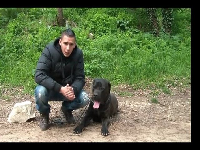 Les chiens de Marseille