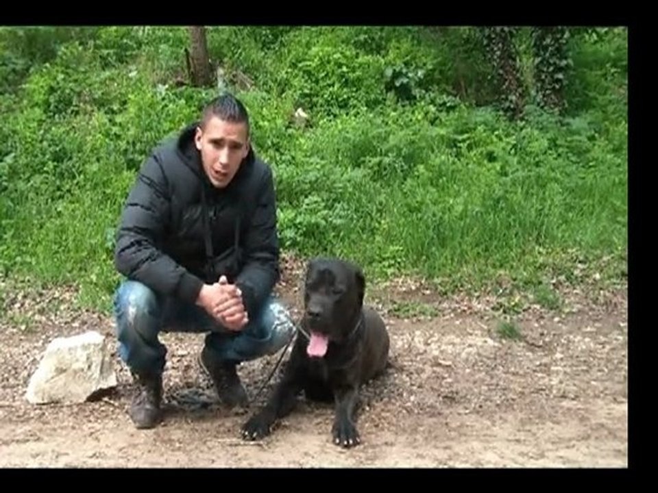 CHIEN DANGEREUX CANECORSO 13 EDUCATION DE CANE CORSO CANE CORSO MARSEILLE