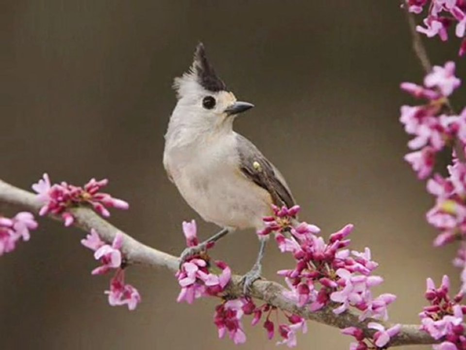 EZGİNİN GÜNLÜĞÜ--YALNIZ KUŞUN  ŞARKISI