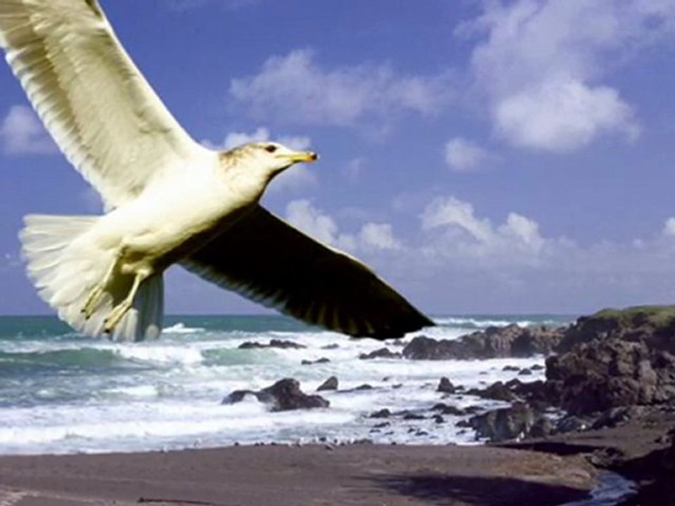 SEYDUNA&ŞAHRUD--MARTILAR