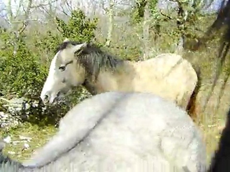 vicci, venus, xuberante, valeur sure