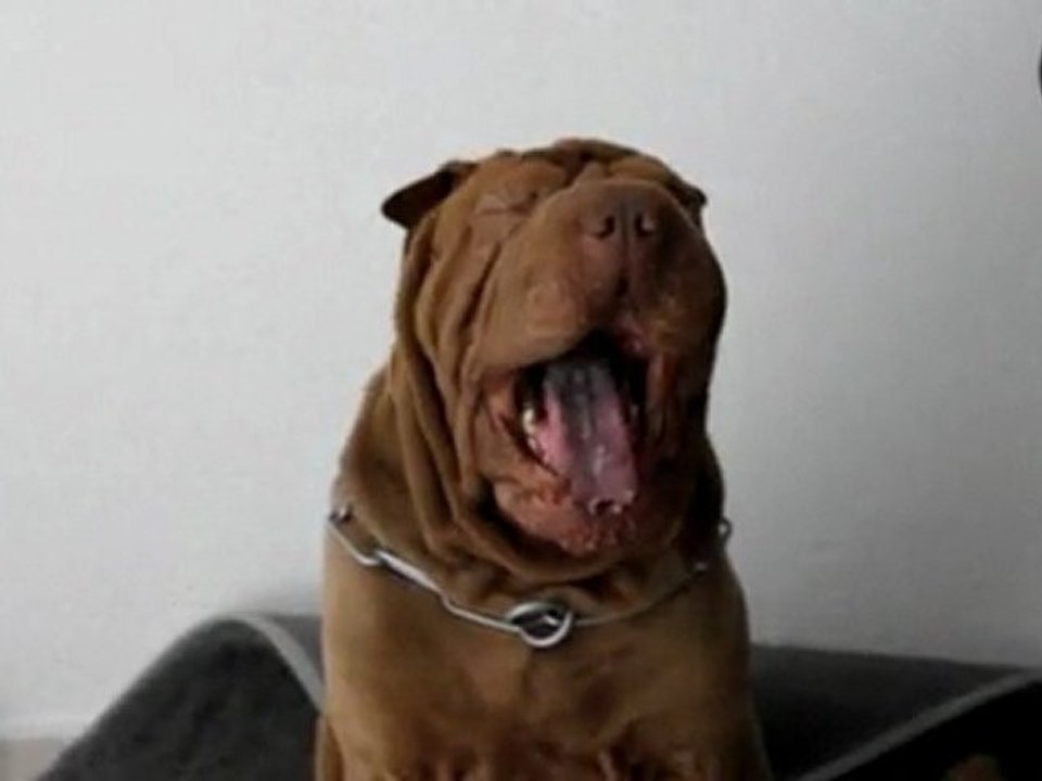 Bully et Fafi