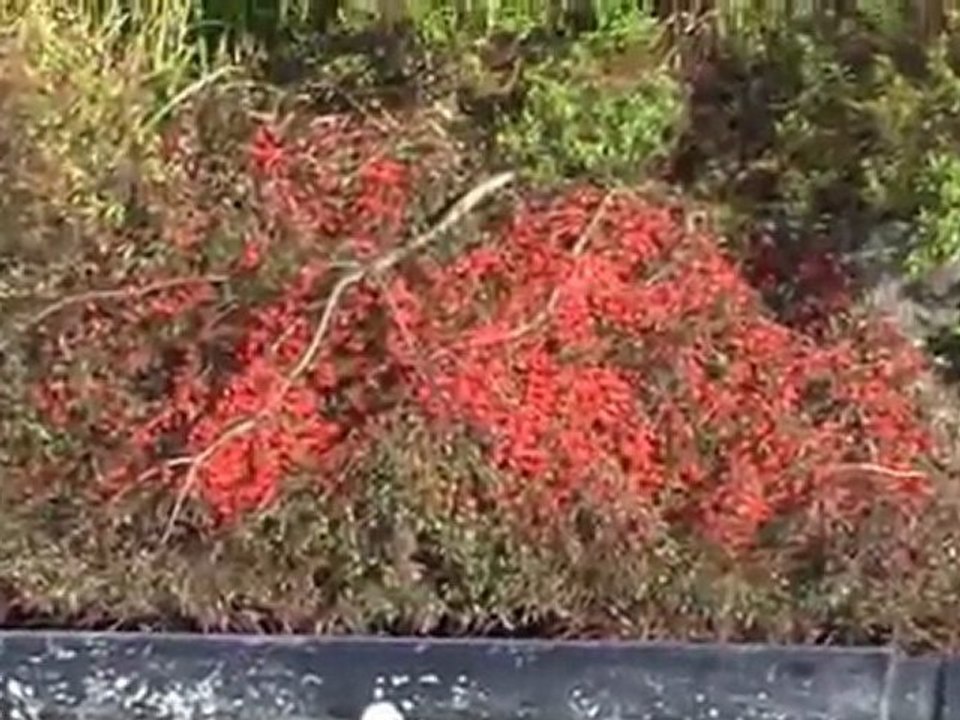 A walk at the River Corrib in Galway, Ireland, english version