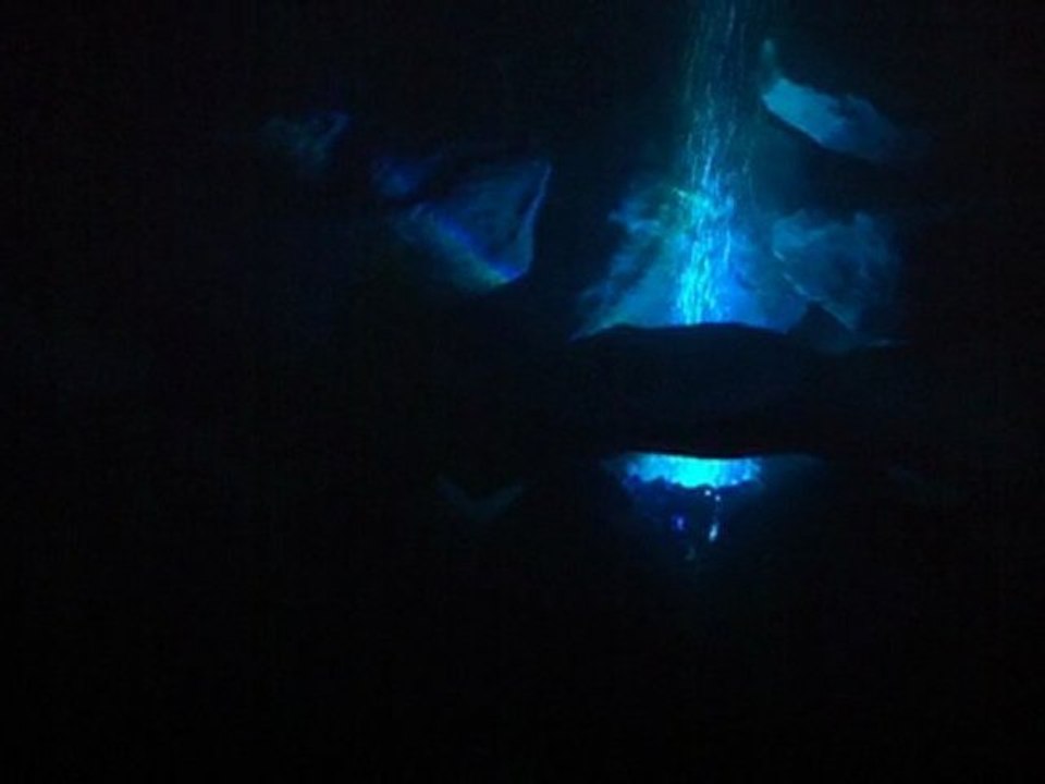 Aquarium Malawi de nuit