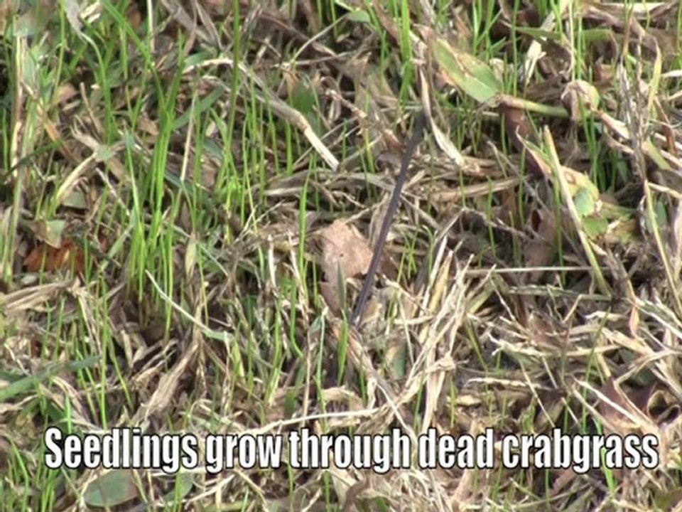 Planting lawn seed to stop crabgrass