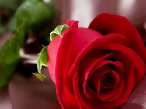 Love Is A Many Splendored Thing PLAY 480p FULLSCREEN.