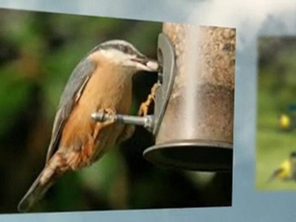 Squirrel Proof Bird Feeders