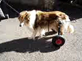 charrette pour chien handicapé