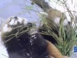 pandas roux jouant dans la neige - Baby Red Pandas Frolicking in the Snow