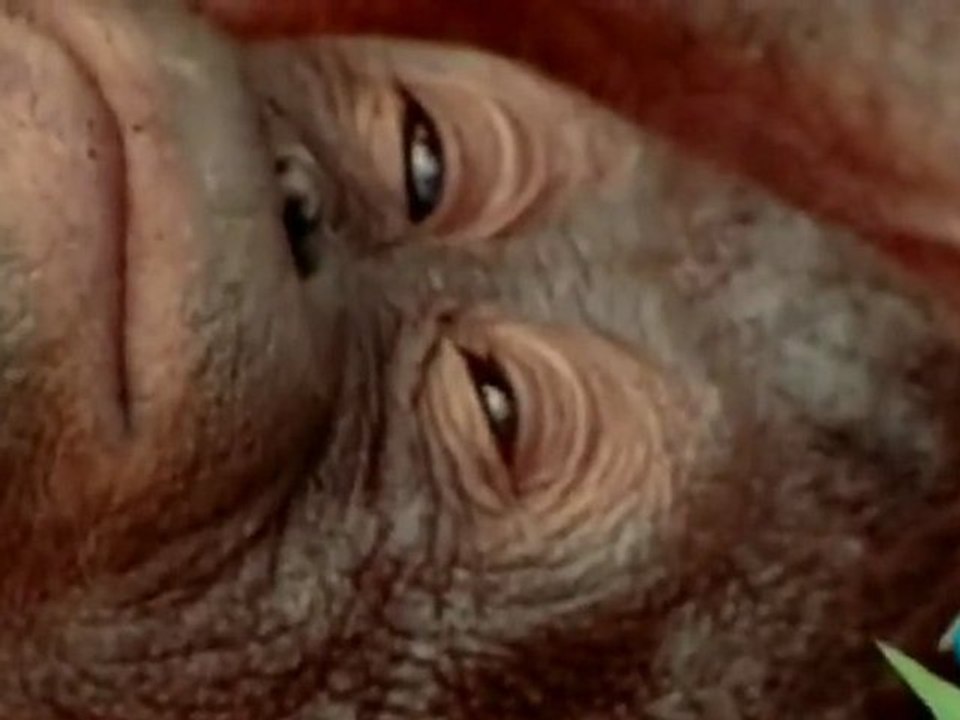 El sueño de los animales: Depredadores vs presas