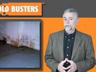 Basements have ideal conditions for mold growth