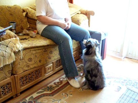 Dove leçon obeissance rapport d'objet