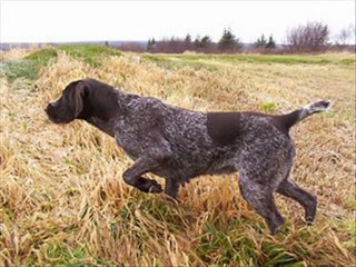 II.Av Köpekleri Ferma Fotoğrafları Yarışması