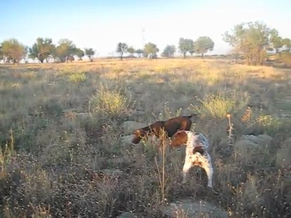 bıldırcın patrone