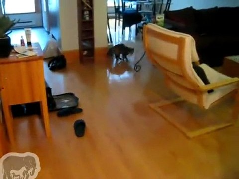 Chat qui ramène la balle