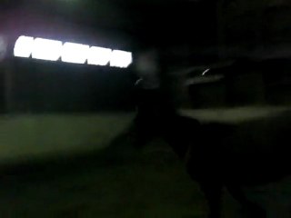 Roi au galop en liberté