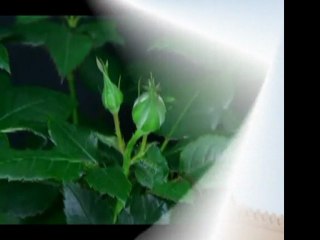 sevgili peygamberim-15