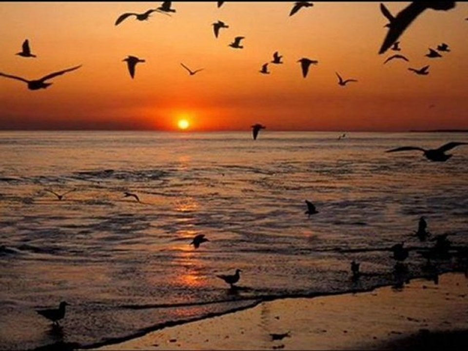 bir kuş olmak isterdim