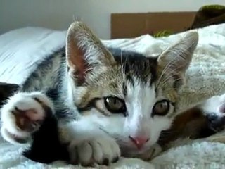 Lo stretching del micio contorsionista