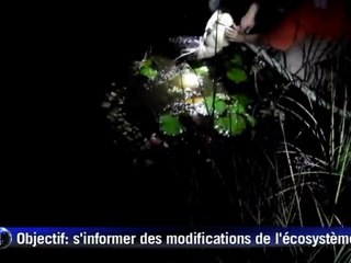 Préserver l'écosystème des Everglades grâce aux crocodiles