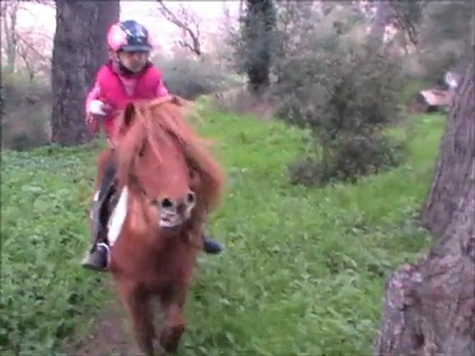 Une ponette shetland au top