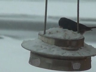 Junco March 23 2011