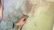 Carpet Cleaners, Upholstery Cleaning | AAA Miracle Carpet Cleaning