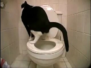 chat qui fais caca