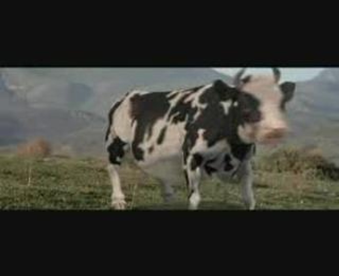 Matrix Cow
