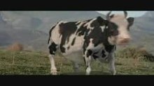 Matrix Cow