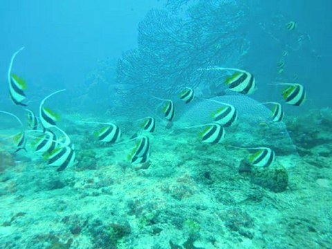 Diaporama en Nouvelle-Calédonie. Les photos sous-marines sont prises en apnée par Stéphan Peretti. Bande originale : Lou Reed.