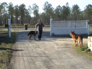 Pour sa sécurité, il est nécessaire d'apprendre au chien à attendre : Exemples de situation dans la vie quotidienne