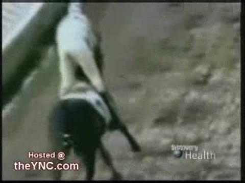 Horse Racing Accident