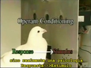 De ratones, perros y palomas a personas.