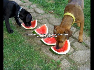 Dog Food Comparisons