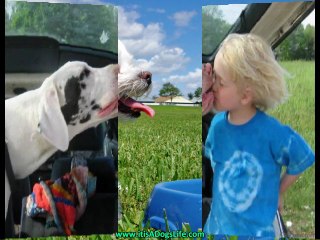 Healthiest Dog Food Tips