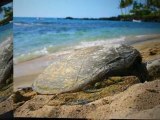 Happy Hawaiian Honu- Hawaiian Green Sea Turtle