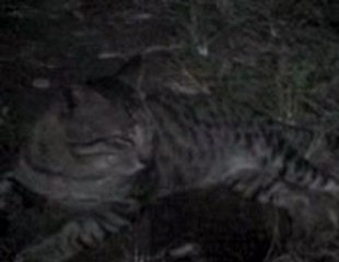 Big cat glut after eating a big chicken thigh