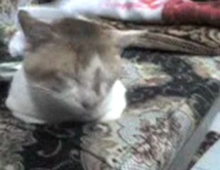 Funny Big cat sleeping with tissue in head