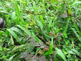 Elle est timide mais on l'aime bien  (plante Vietnam)