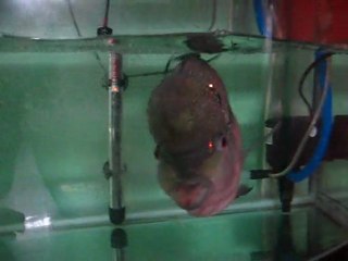 -Alors il est ou le ptit monstre ? - Oh pardon ! (poisson Vietnam)