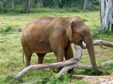 Eléphants sauvages au Sri Lanka